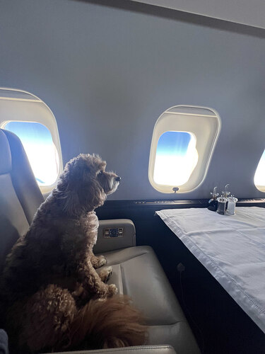 Dog sitting in a private jet.