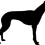 greyhound_dog_1